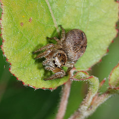 Evarcha arcuata