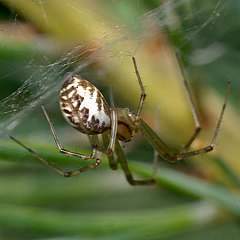 Linyphia triangularis