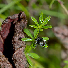 Evarcha arcuata