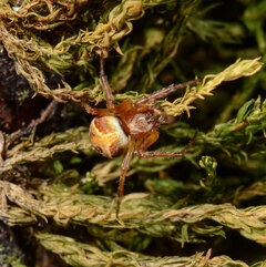 Araneus sturmi