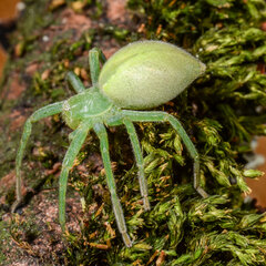 Grüne Spinne