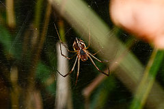 Linyphia triangularis