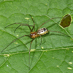 Neriene radiata