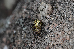 Cyclosa conica