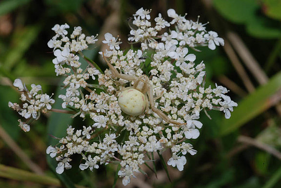 Thomisidae_Misumena_vatia_DSC_2278.jpg  