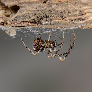 Webspinnen - Araneae Webspinnen - Araneae