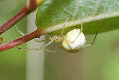 Enoplognatha ovata