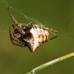 Gibbaranea bituberculata