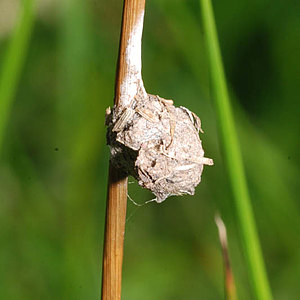 Webspinnen - Araneae