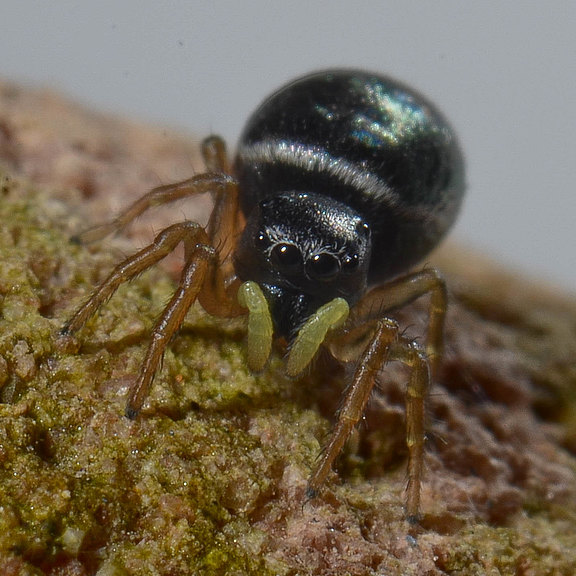 Der Moor-Sonnenspringer Heliophanus dampfi, eine in Deutschland seltene und stark gefährdete Art