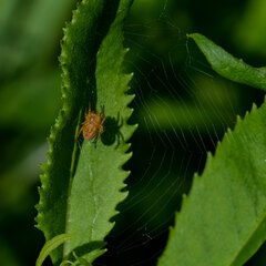 Araniella alpica