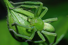 Grüne Spinne
