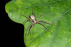 Philodromus aureolus