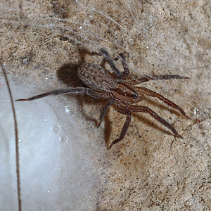 Webspinnen - Araneae Webspinnen - Araneae