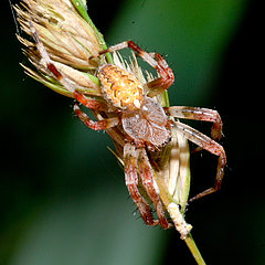 Araneus diadematus