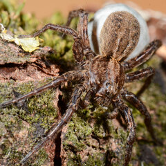 Alopecosa cuneata