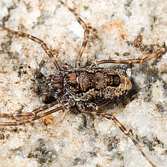 Platybunus pinetorum