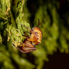 Araneus sturmi