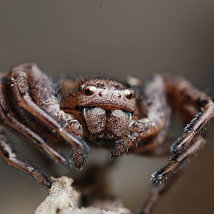 Webspinnen - Araneae Webspinnen - Araneae
