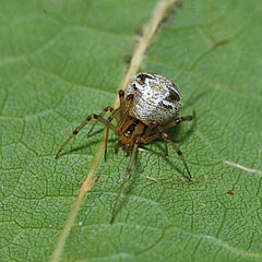 Theridion varians