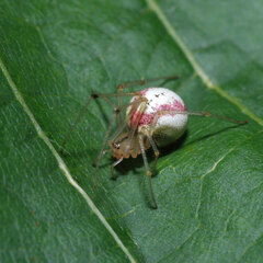 Enoplognatha ovata