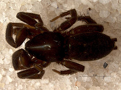 Zelotes clivicola